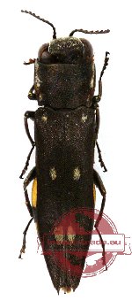 Agrilus sp. 21