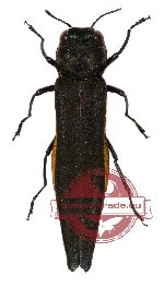 Agrilus agnatus Kerremans, 1892 (A-)