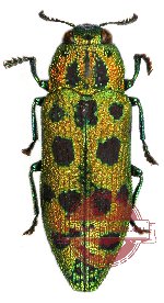 Palmar (Lamprodilla) sp. 1
