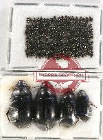 Hydrophilidae Scientific lot no. A01 (ca 150 pcs)