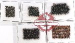 Hydrophilidae Scientific lot no. A03 (230 pcs)