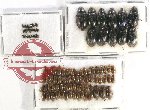 Hydrophilidae Scientific lot no. A04 (92 pcs)