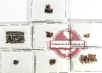 Hydrophilidae Scientific lot no. A05 (147 pcs)