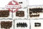 Hydrophilidae Scientific lot no. A06 (207 pcs)