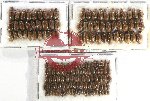 Hydrophilidae Scientific lot no. A07 (156 pcs)