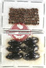 Hydrophilidae Scientific lot no. A08 (128 pcs)
