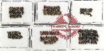 Hydrophilidae Scientific lot no. A09 (183 pcs)