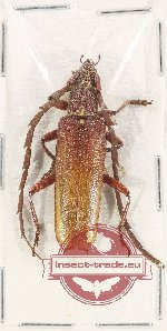 Coptopterus sp. 9 (A-)