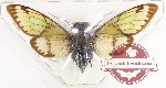 Cicadidae sp. 76