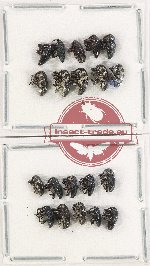 Scientific lot no. 784 Curculionidae (20 pcs)