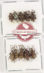 Scientific lot no. 787 Curculionidae (10 pcs)