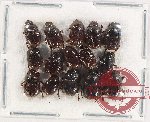Scientific lot no. 780 Coprophaga (15 pcs)