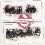 Scientific lot no. 783 Coprophaga (10 pcs)