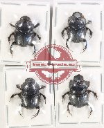 Scientific lot no. 774 Coprophaga (4 pcs)