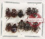 Scientific lot no. 778 Coprophaga (10 pcs)
