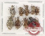 Scientific lot no. 779 Curculionidae (10 pcs)