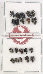 Scientific lot no. 783 Curculionidae (20 pcs)