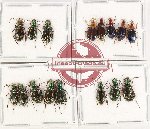 Scientific lot no. 719 Carabidae (16 pcs)