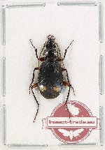 Chlaenius (Lissauchenius) rufifemoratus (A2)