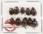 Scientific lot no. 787 Coprophaga (10 pcs)