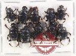 Scientific lot no. 777 Coprophaga (10 pcs)