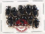 Scientific lot no. 775 Coprophaga (10 pcs)