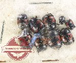 Scientific lot no. 102 Histeridae (9 pcs)