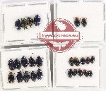 Scientific lot no. 509 Chrysomelidae (26 pcs)