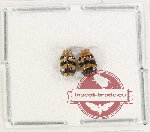 Scientific lot no. 506 Chrysomelidae (2 pcs)