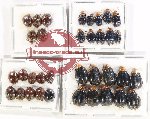 Scientific lot no. 515 Chrysomelidae (35 pcs)