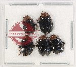 Scientific lot no. 507 Chrysomelidae (5 pcs)
