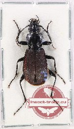 Pterostichus (s.str.) interruptus (5 pcs)