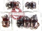 Scientific lot no. 768 Coprophaga (6 pcs A, A-, A2)