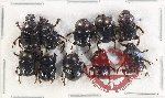Scientific lot no. 784 Coprophaga (10 pcs)