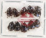 Scientific lot no. 782 Coprophaga (10 pcs)