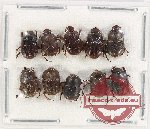 Scientific lot no. 786 Coprophaga (10 pcs)