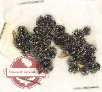 Scientific lot no. 100 Histeridae (30 pcs)