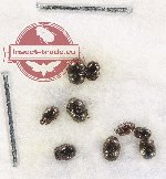 Scientific lot no. 104 Histeridae (9 pcs)