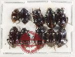 Scientific lot no. 442 Tenebrionidae (10 pcs)