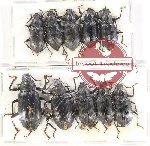 Scientific lot no. 440 Tenebrionidae (10 pcs)