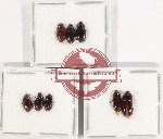 Scientific lot no. 445 Tenebrionidae (8 pcs)