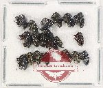 Scientific lot no. 790 Curculionidae (20 pcs)