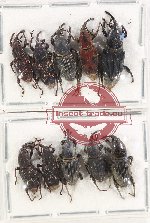 Scientific lot no. 780 Curculionidae (10 pcs A2)