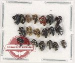 Scientific lot no. 789 Curculionidae (20 pcs)