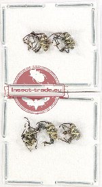 Scientific lot no. 786 Curculionidae (6 pcs)