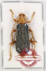 Pacholatkoa sp. 1