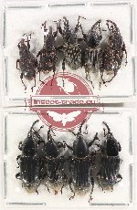 Scientific lot no. 781 Curculionidae (9 pcs)