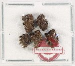 Scientific lot no. 788 Curculionidae (5 pcs)