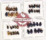 Scientific lot no. 513 Chrysomelidae (40 pcs)