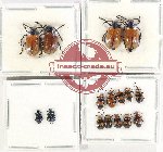 Scientific lot no. 505 Chrysomelidae (16 pcs)